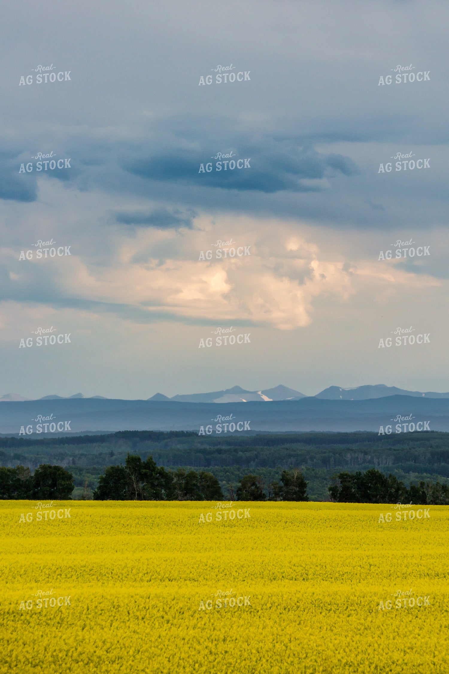 Flowering Canola Field with Mountains in Background 138044