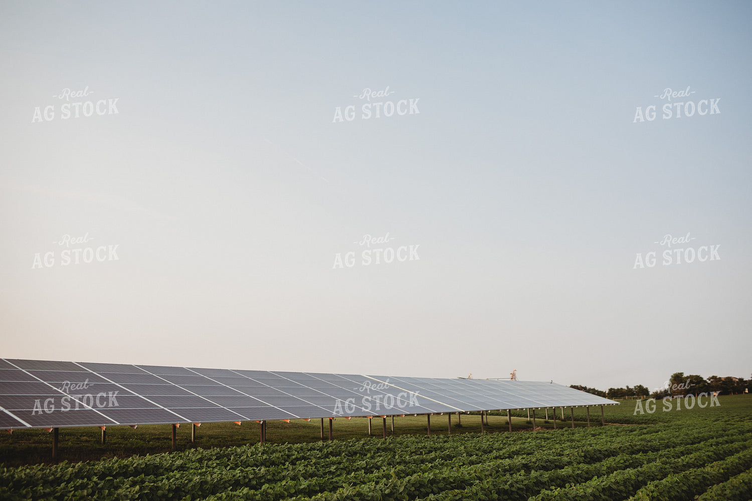 Soybean Field and Solar Panels 4615