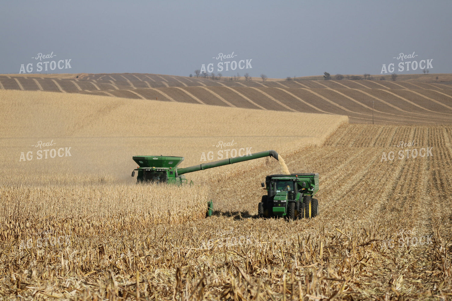 Corn Harvest 82027