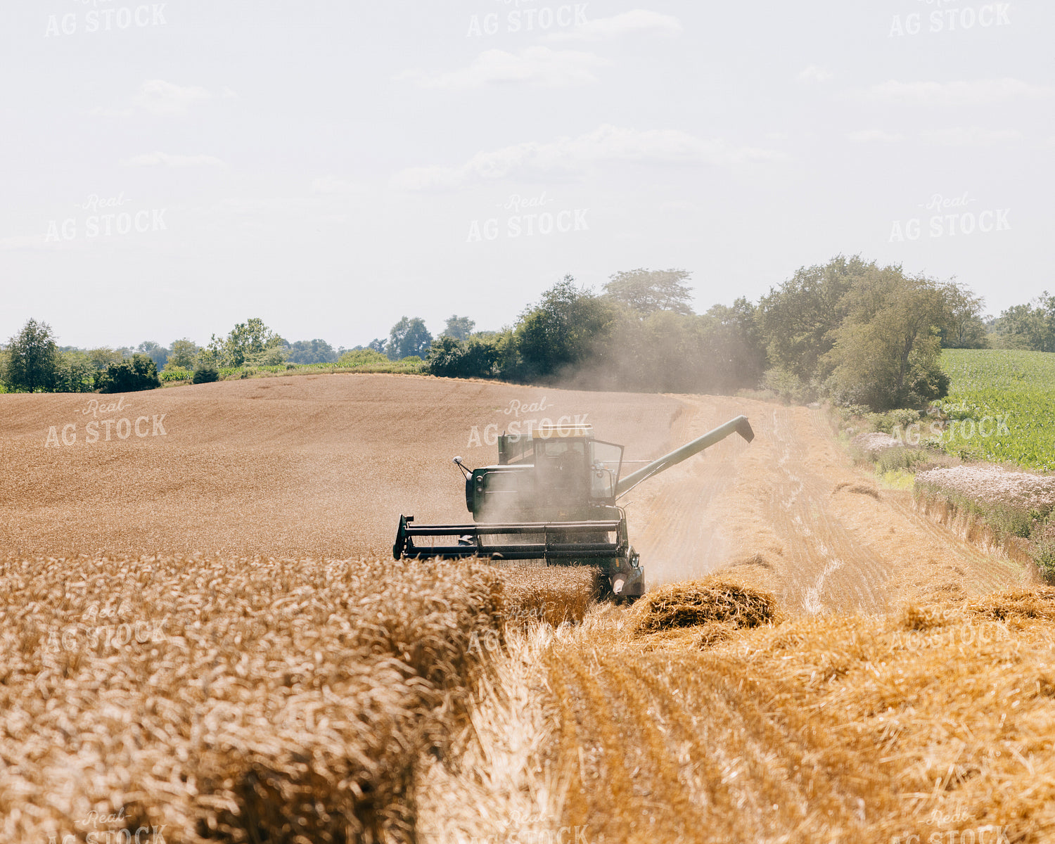 Wheat Harvest 178036