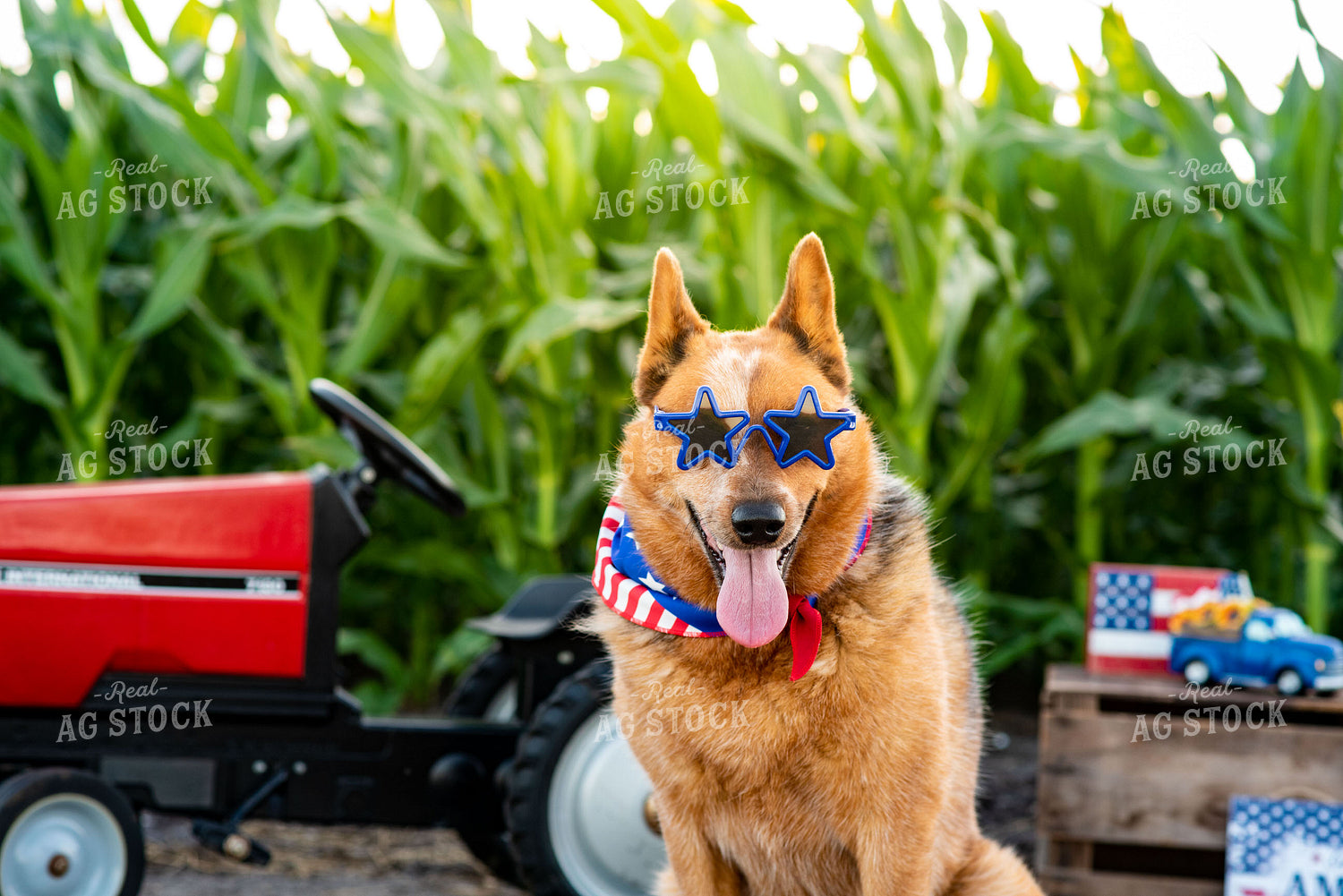 Farm Dog by Pedal Tractor in Midseason Corn Field on Fourth of July 136066