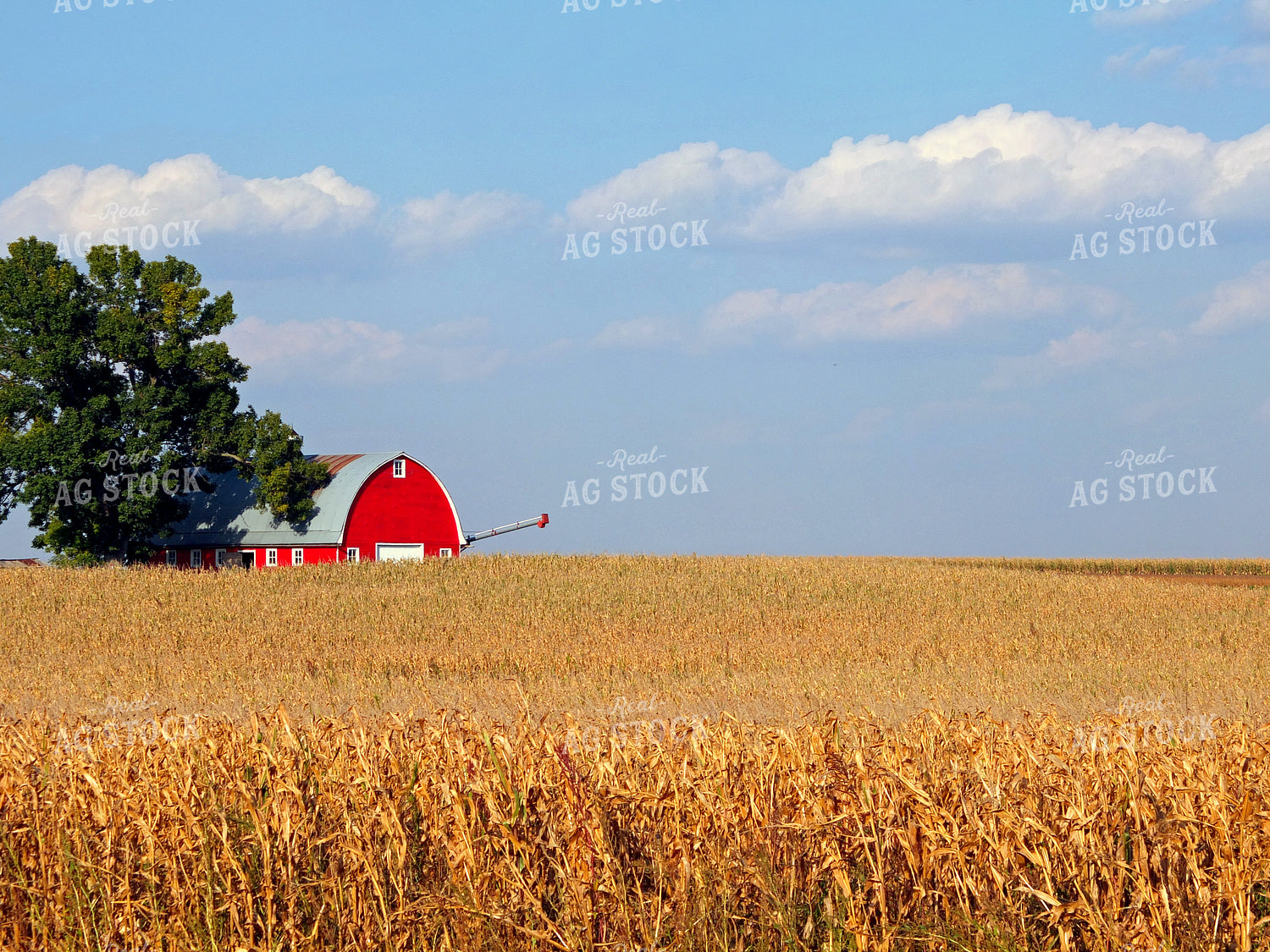 Rural Corn Field Landscape 154044