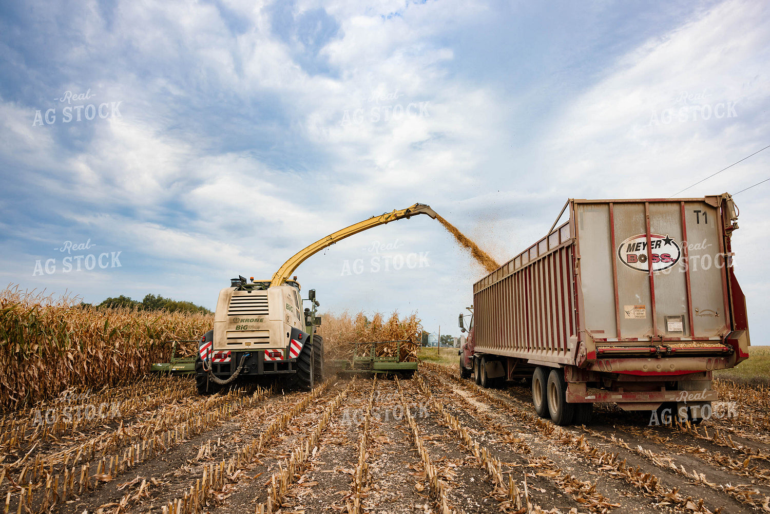 Silage Harvest 152306