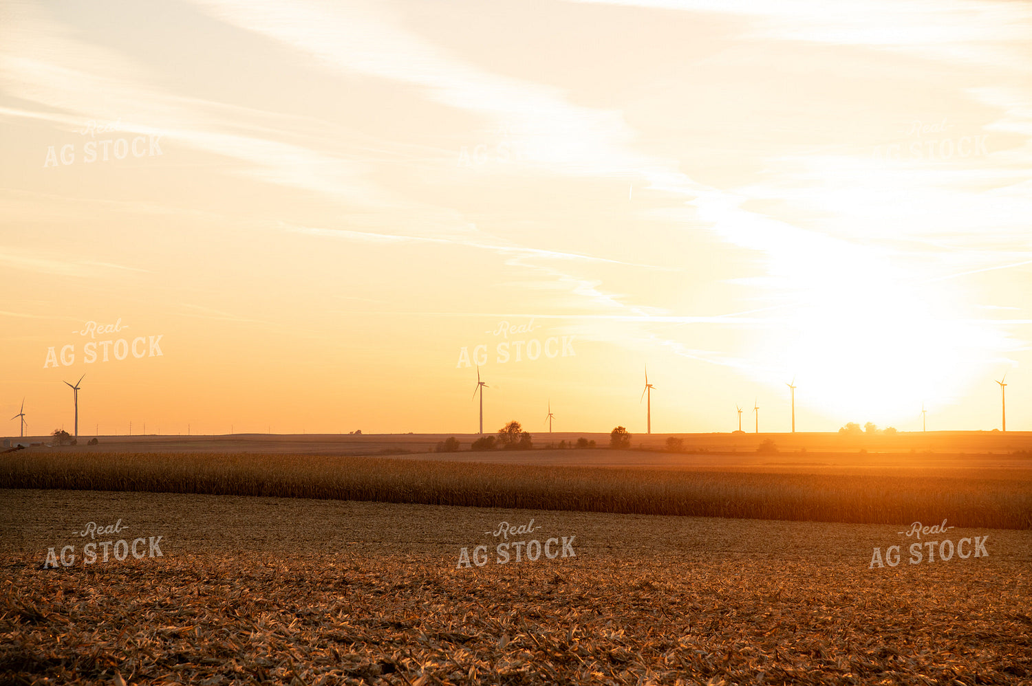 Sunset over Partially Harvested Corn Field 25848