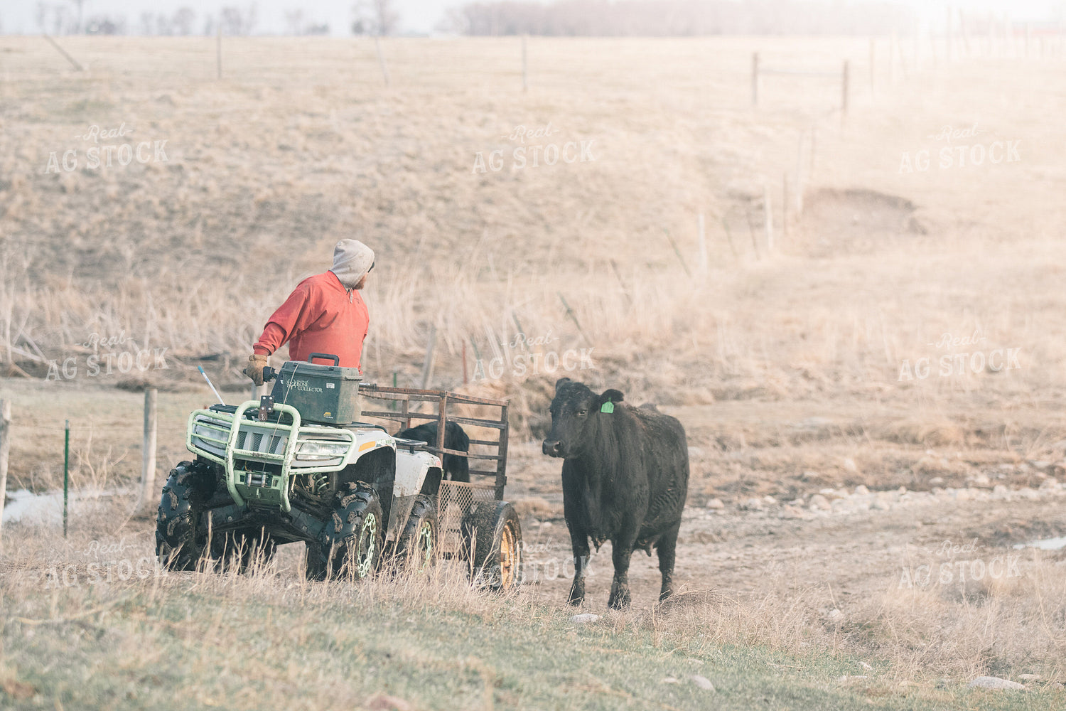 Rancher with Cow and Four Wheeler 72026