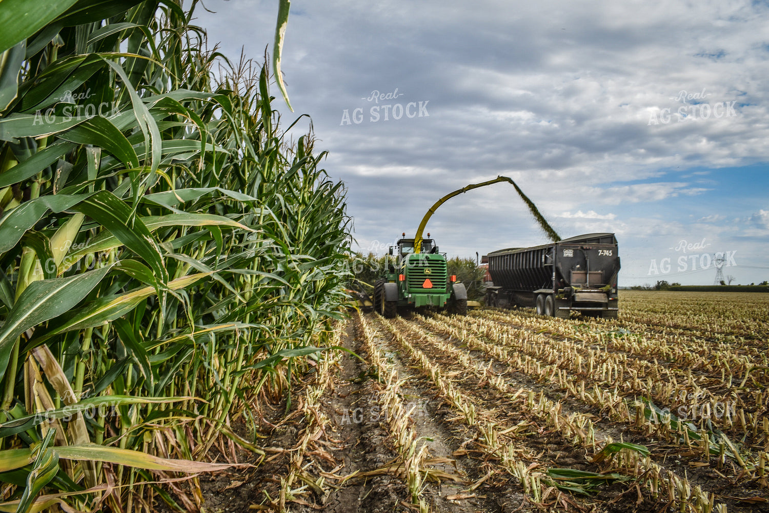 Silage Harvest 56231