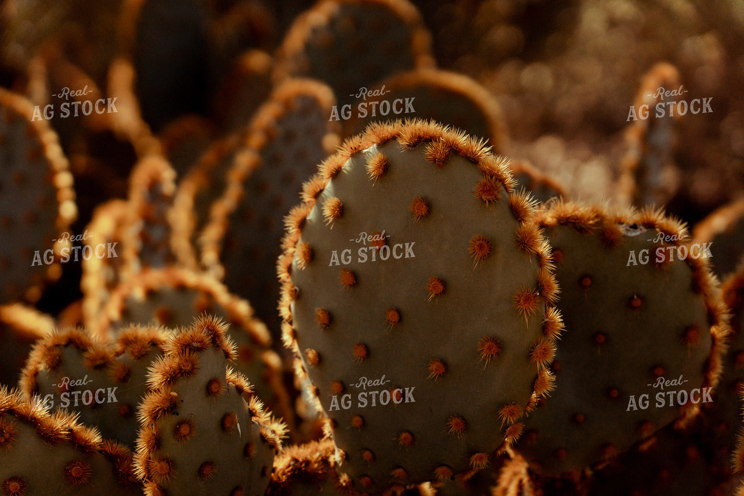 Cactus 58036