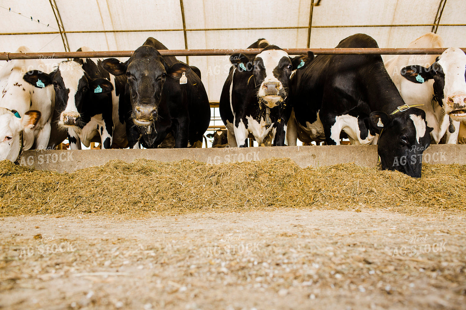 Dairy 2685