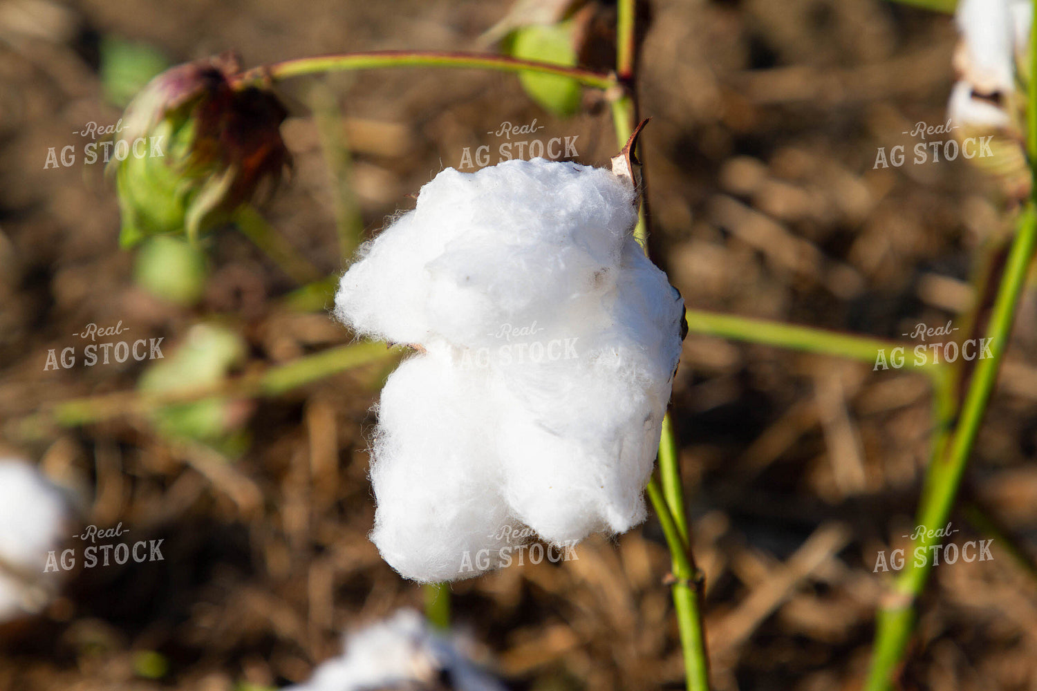 Cotton Plant 79142