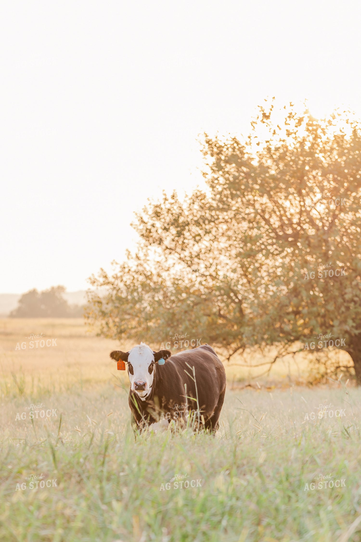 Cattle on Pasture 131030
