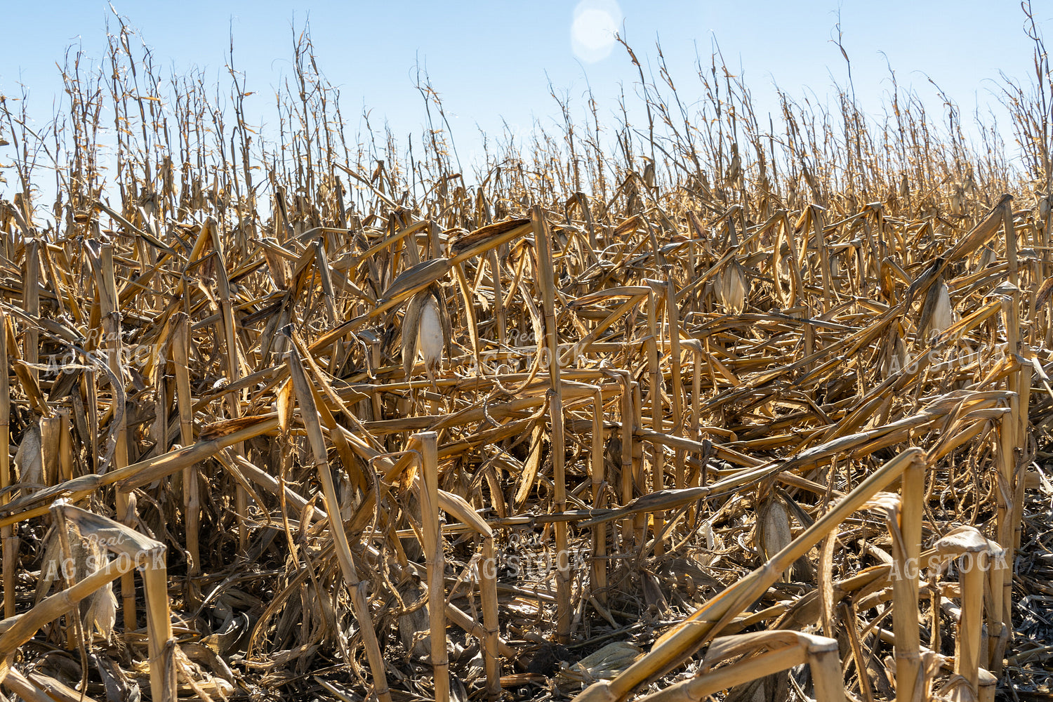 Downed Corn 65122