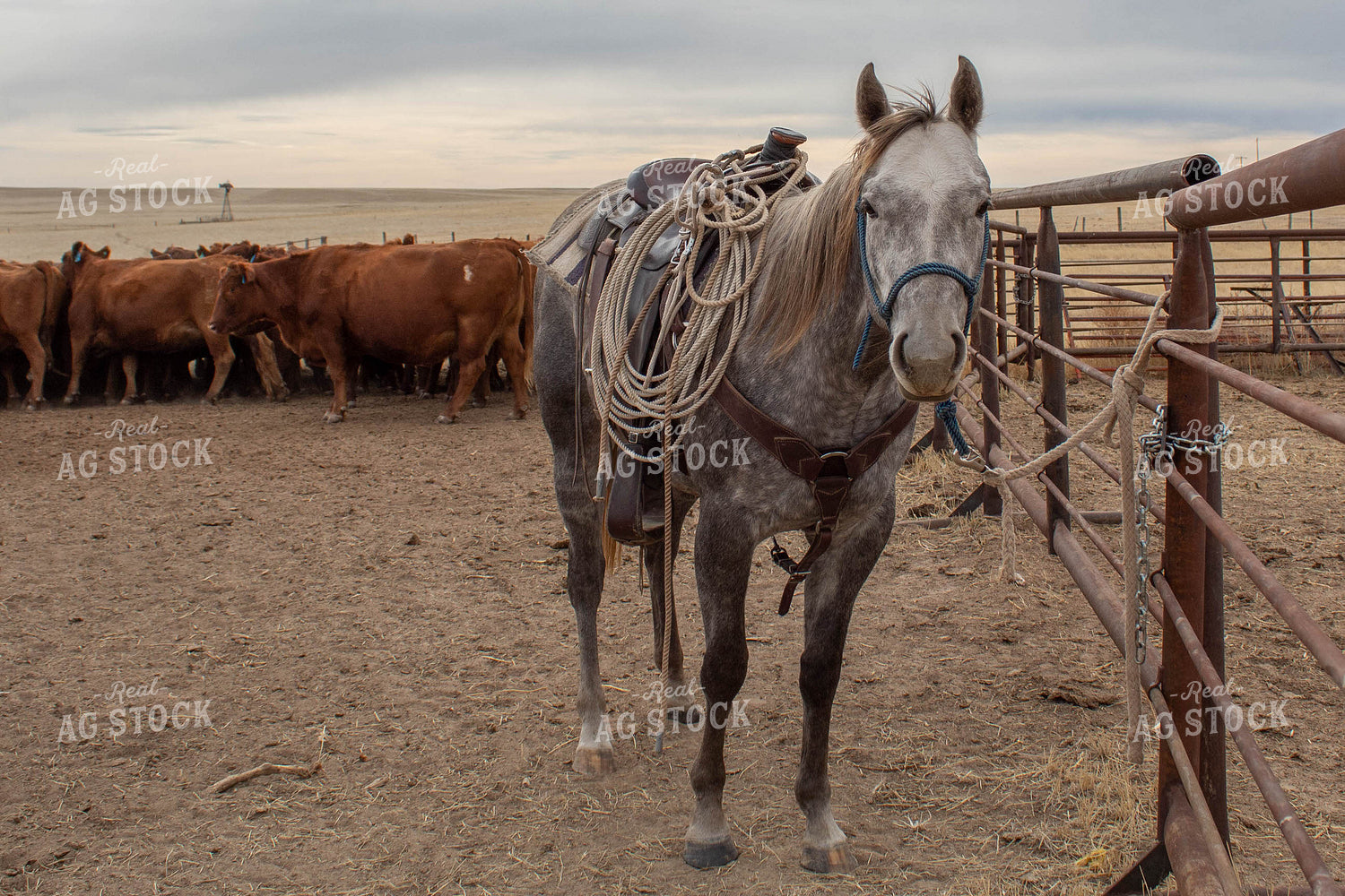 Horse and Cattle in Pasture 97000