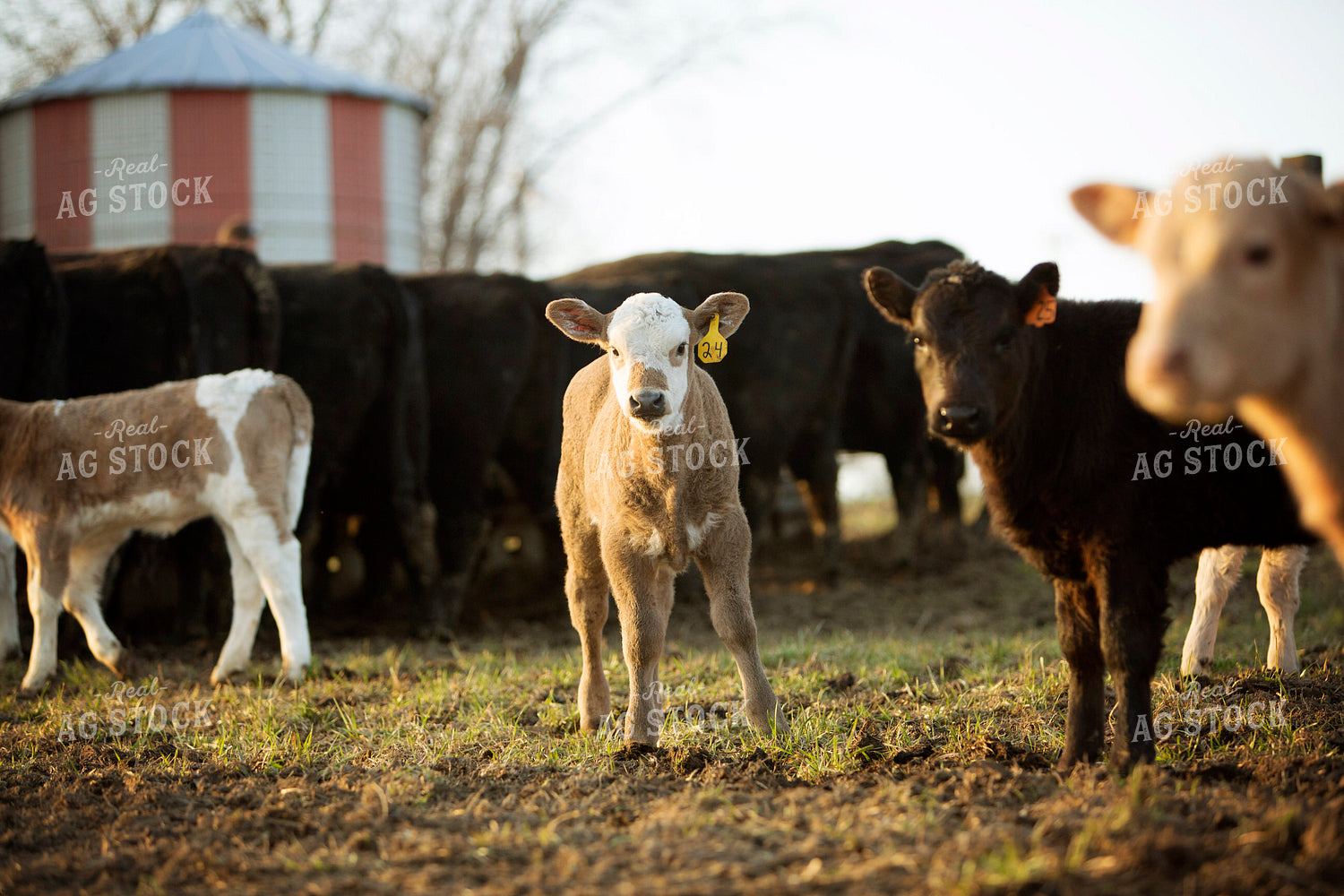 Calf - Charolais and Angus Cross 2268