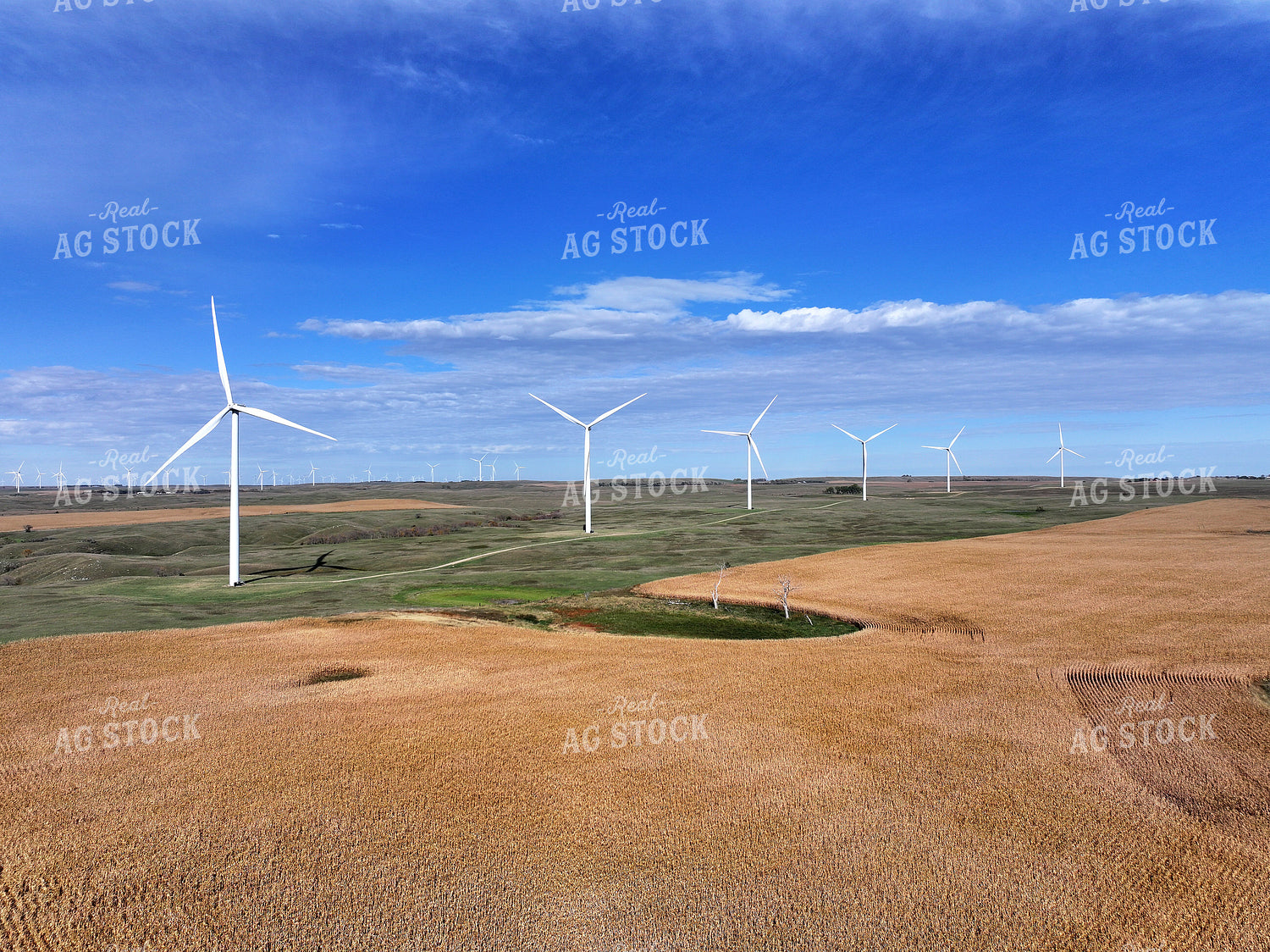 Scenic Corn Field 141070