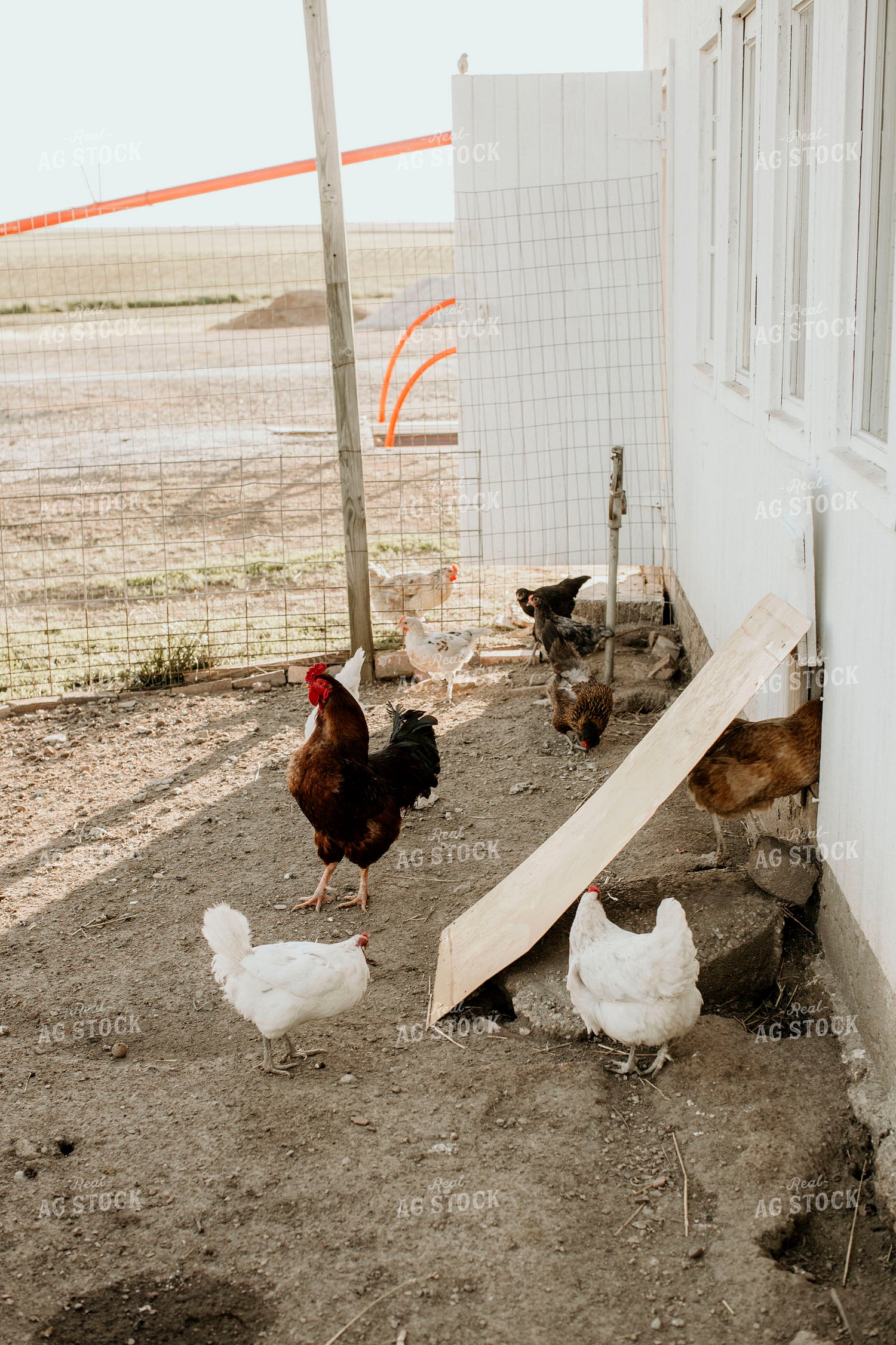 Chickens 2901