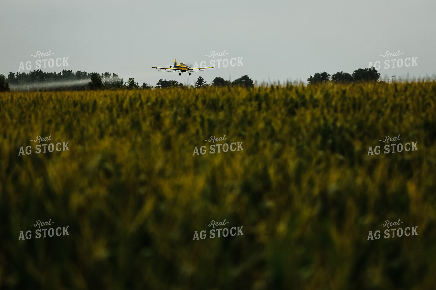 Crop Duster Corn Field 3138