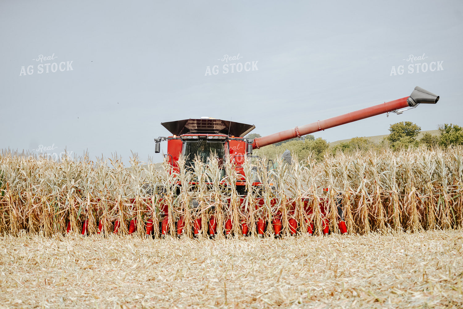 Corn Harvest 113005
