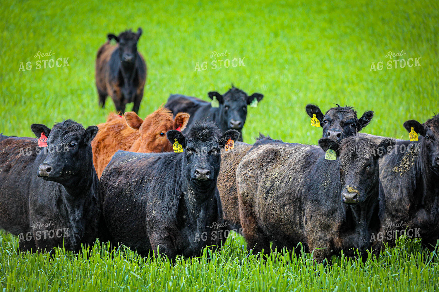 Angus Cattle on Pasture 160020