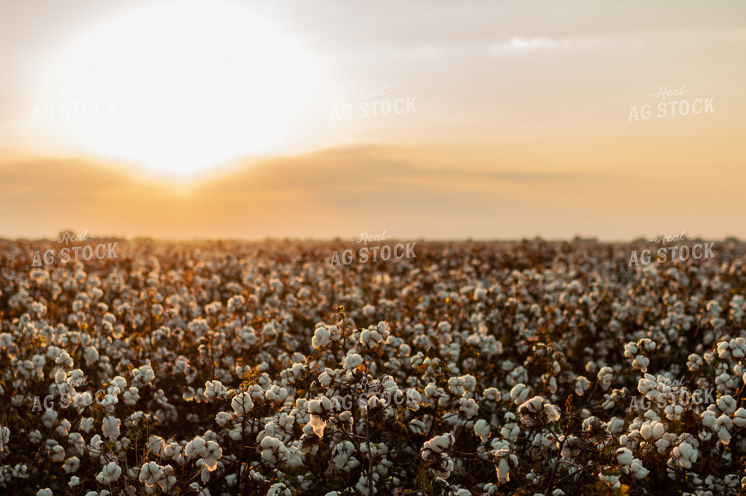 Field of Cotton 59060