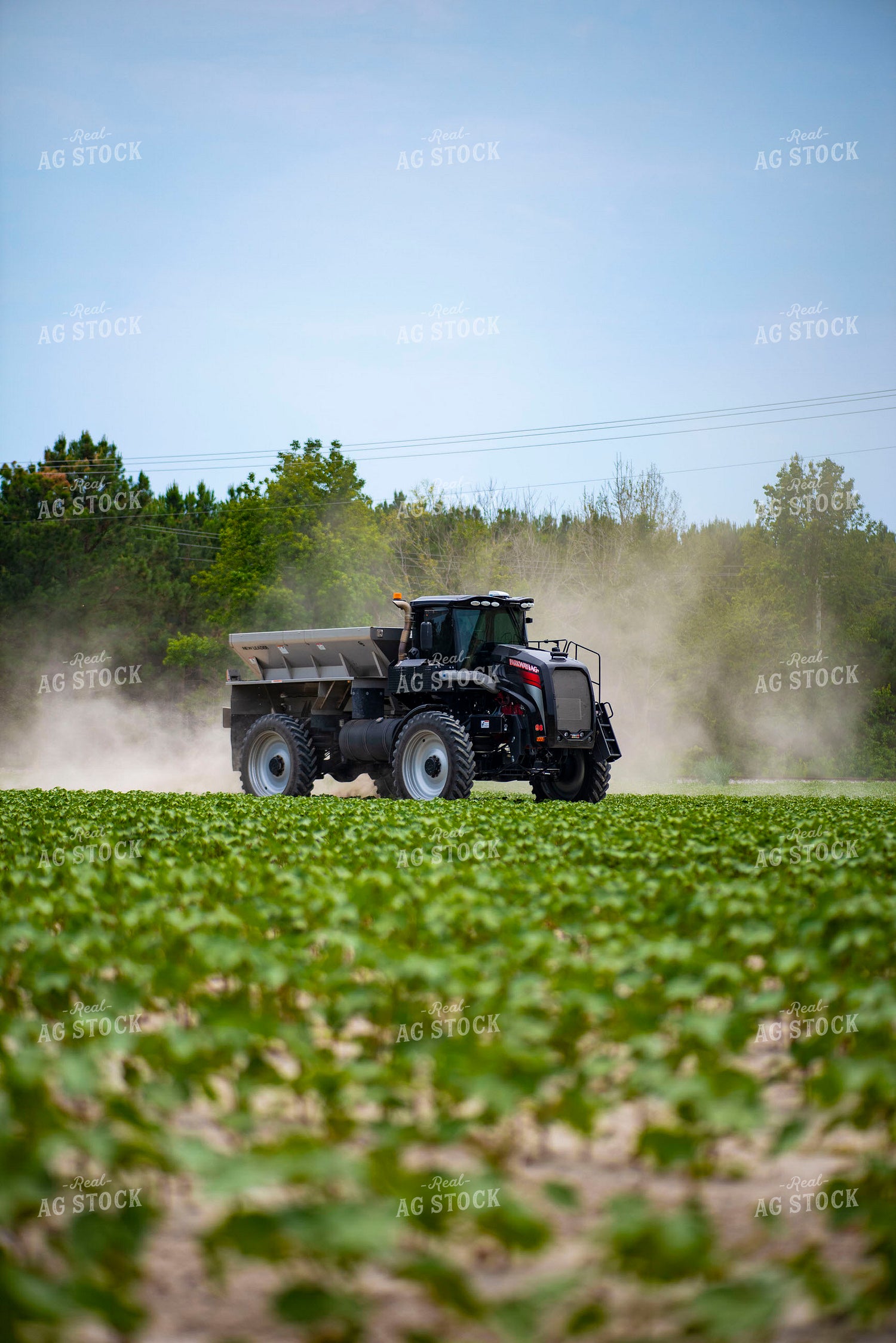 Spreading Dry Fertilizer in Cotton Field 136216