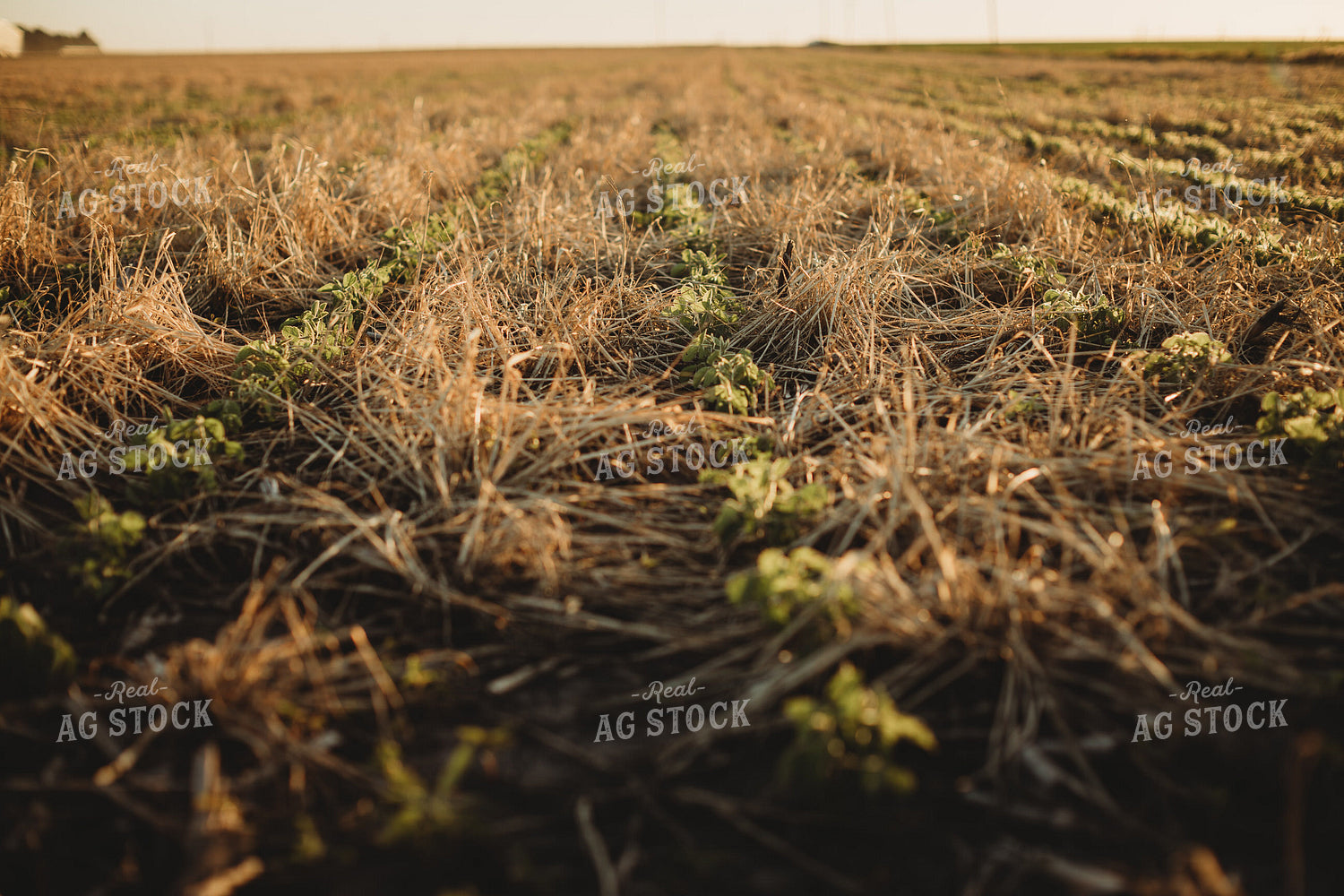 V3 Soybeans in Rye Cover Crop 5875