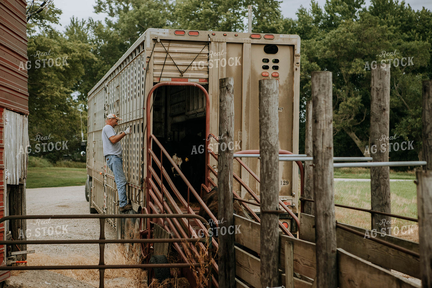Farmer Unloading Cows 77090