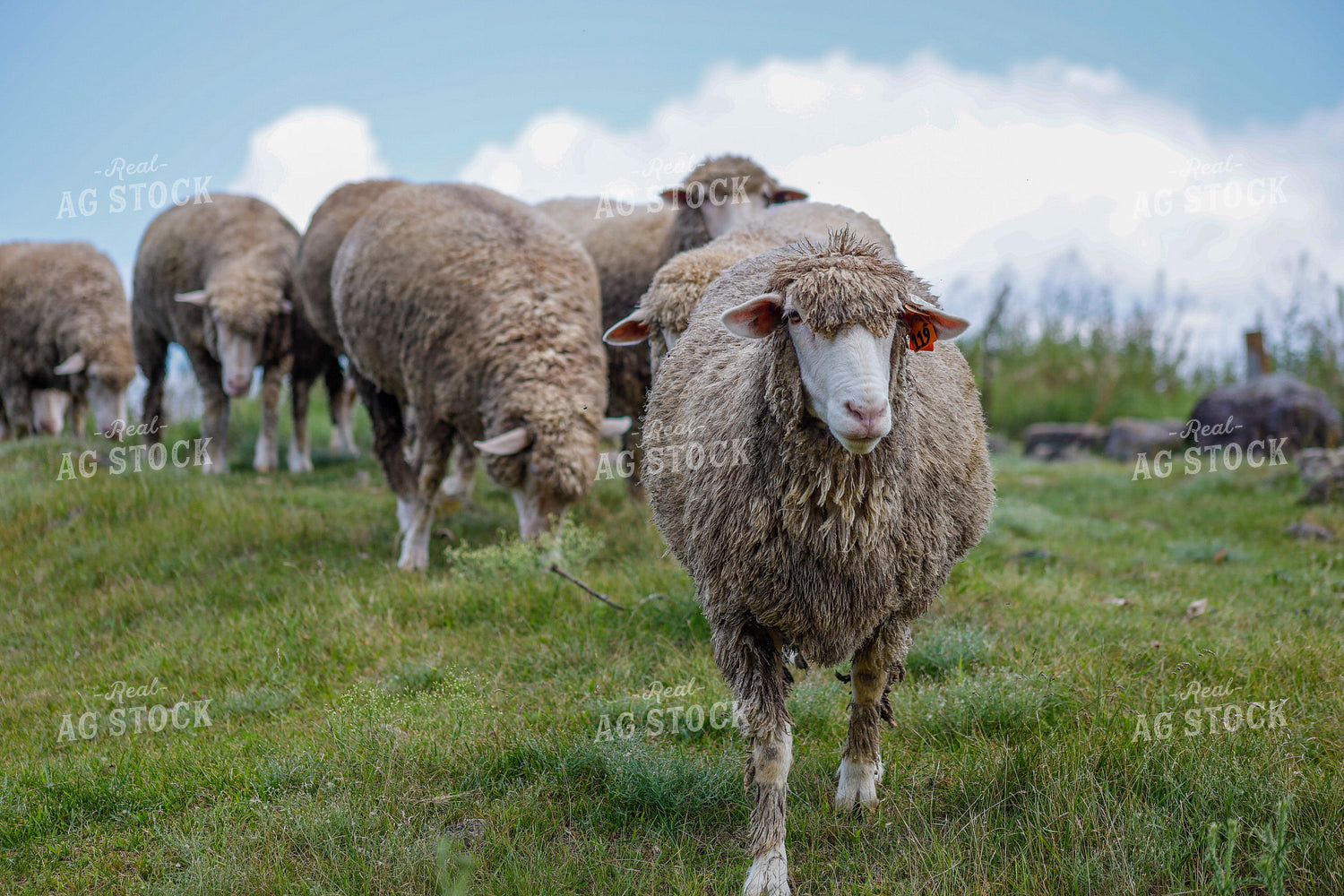 Sheep 261008