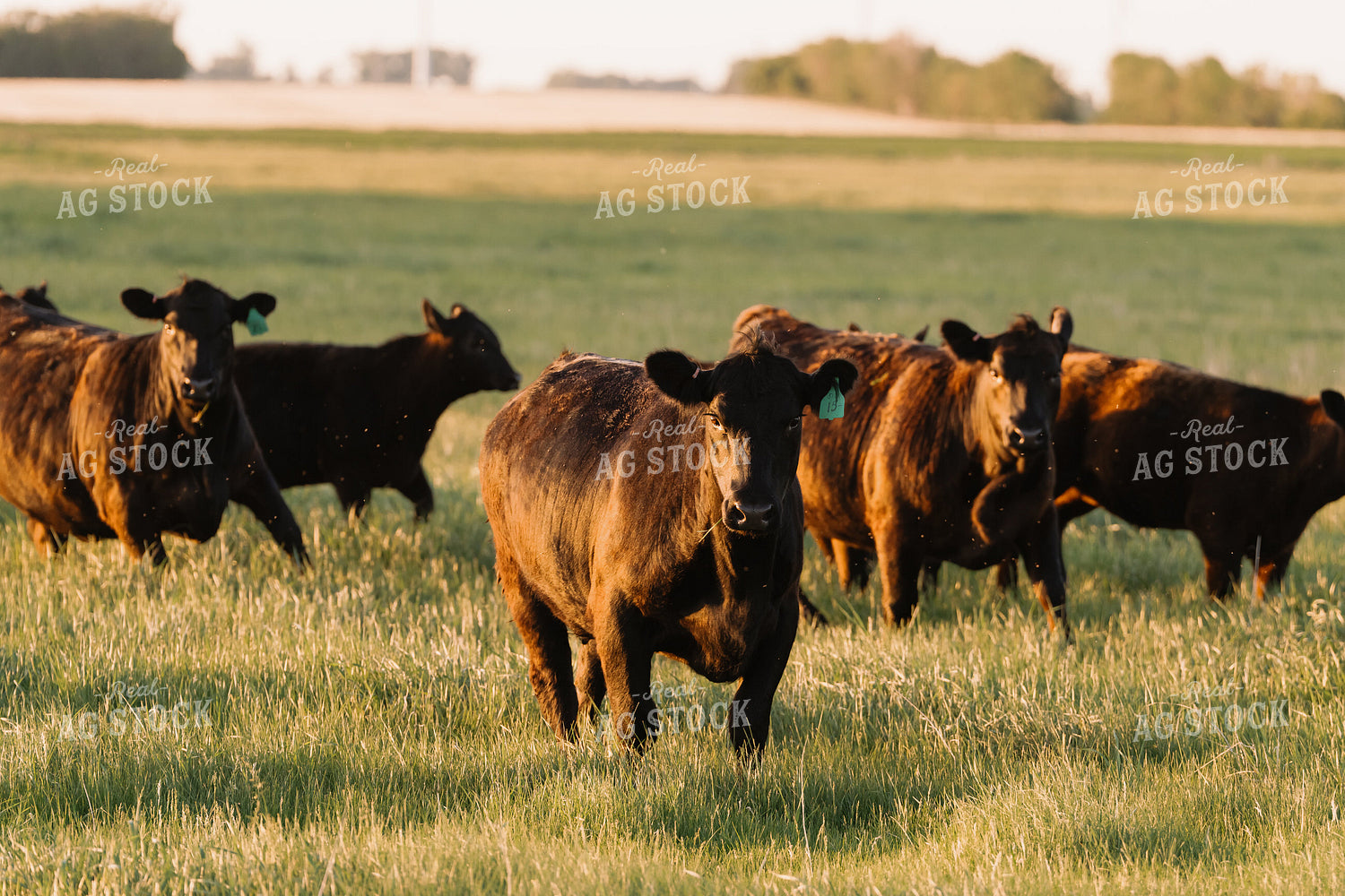 Black Angus Cattle on Pasture 68197