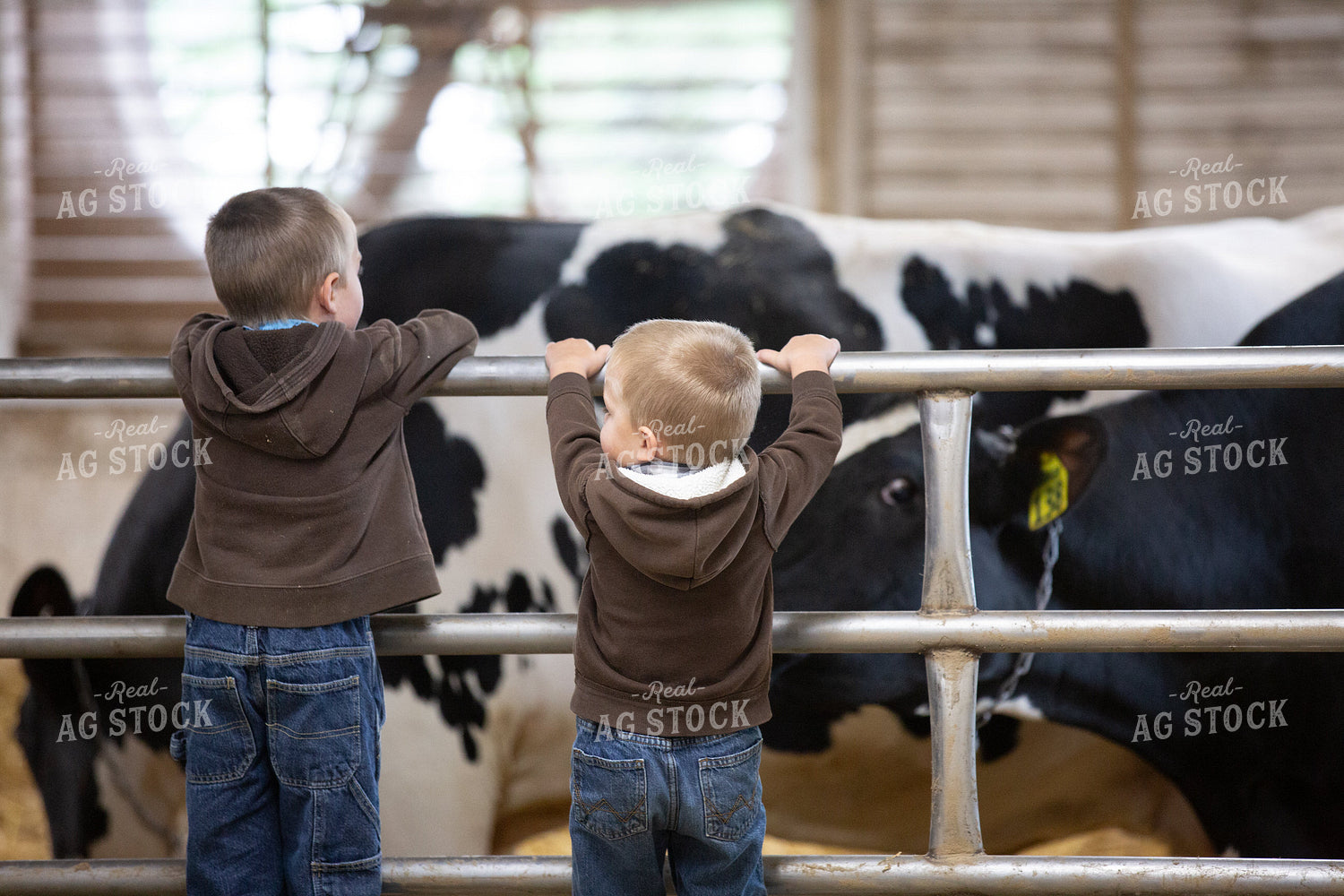 Farm Kids Checking on Holstein Cows 270421