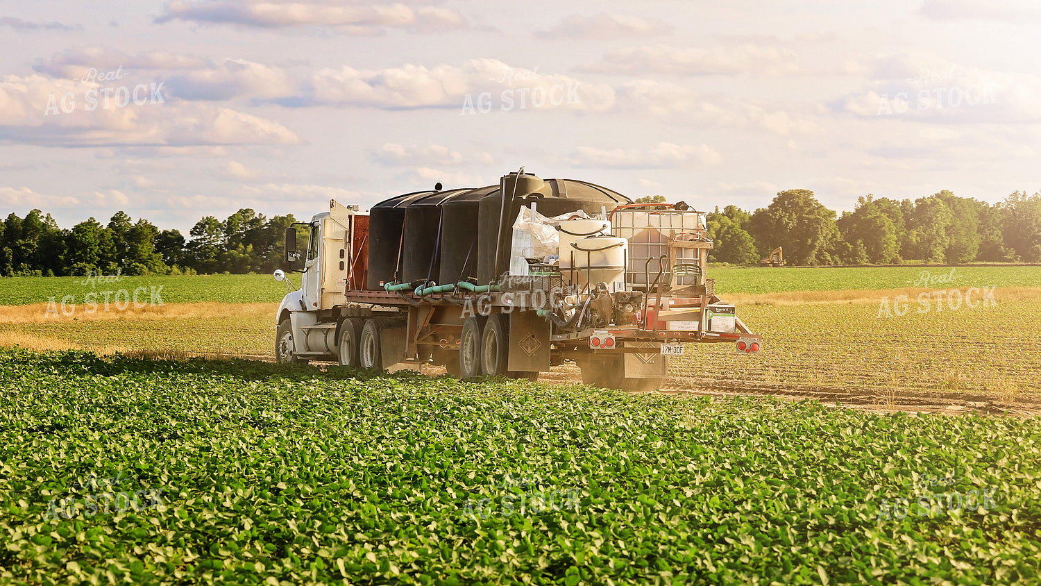 Spraying Cotton Field 265001