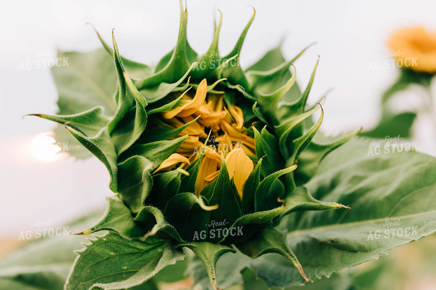 Unopened Sunflower 61024