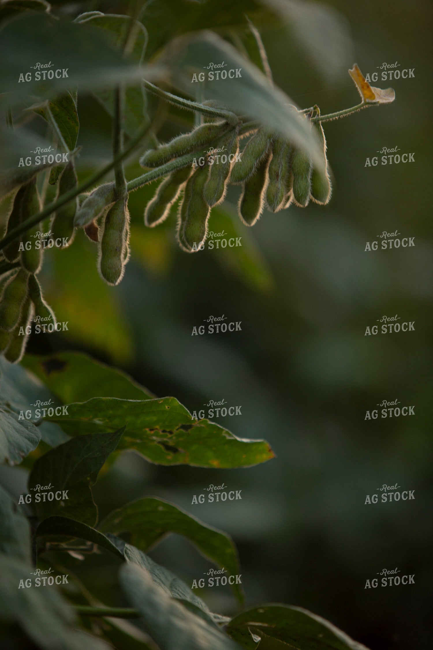 Soybeans - Mid-Season 1455