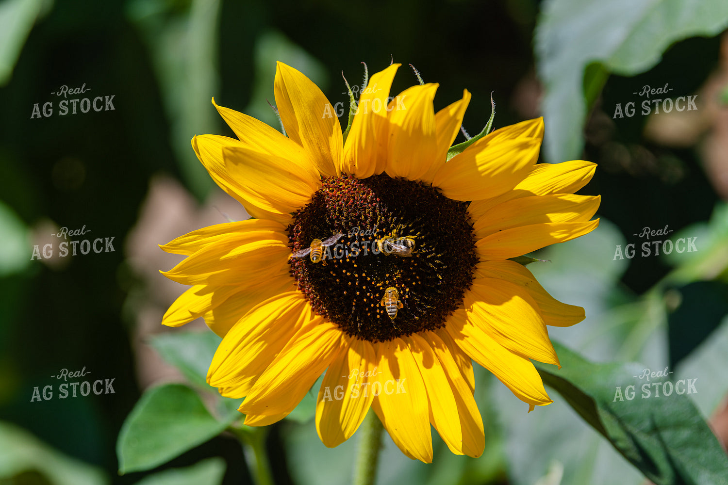 Head of a Sunflower 107019