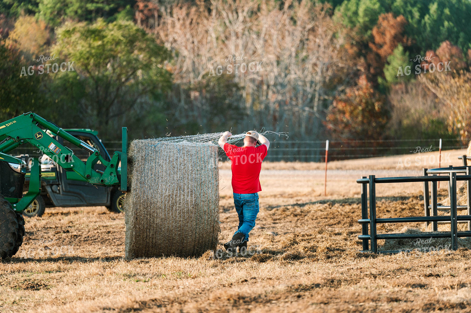Putting out Hay in the Bale Feeder 125227