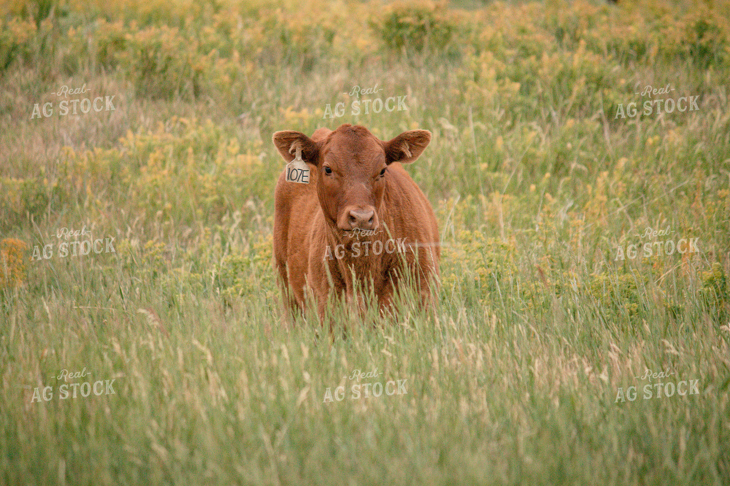 Red Angus Calf in Pasture 72013
