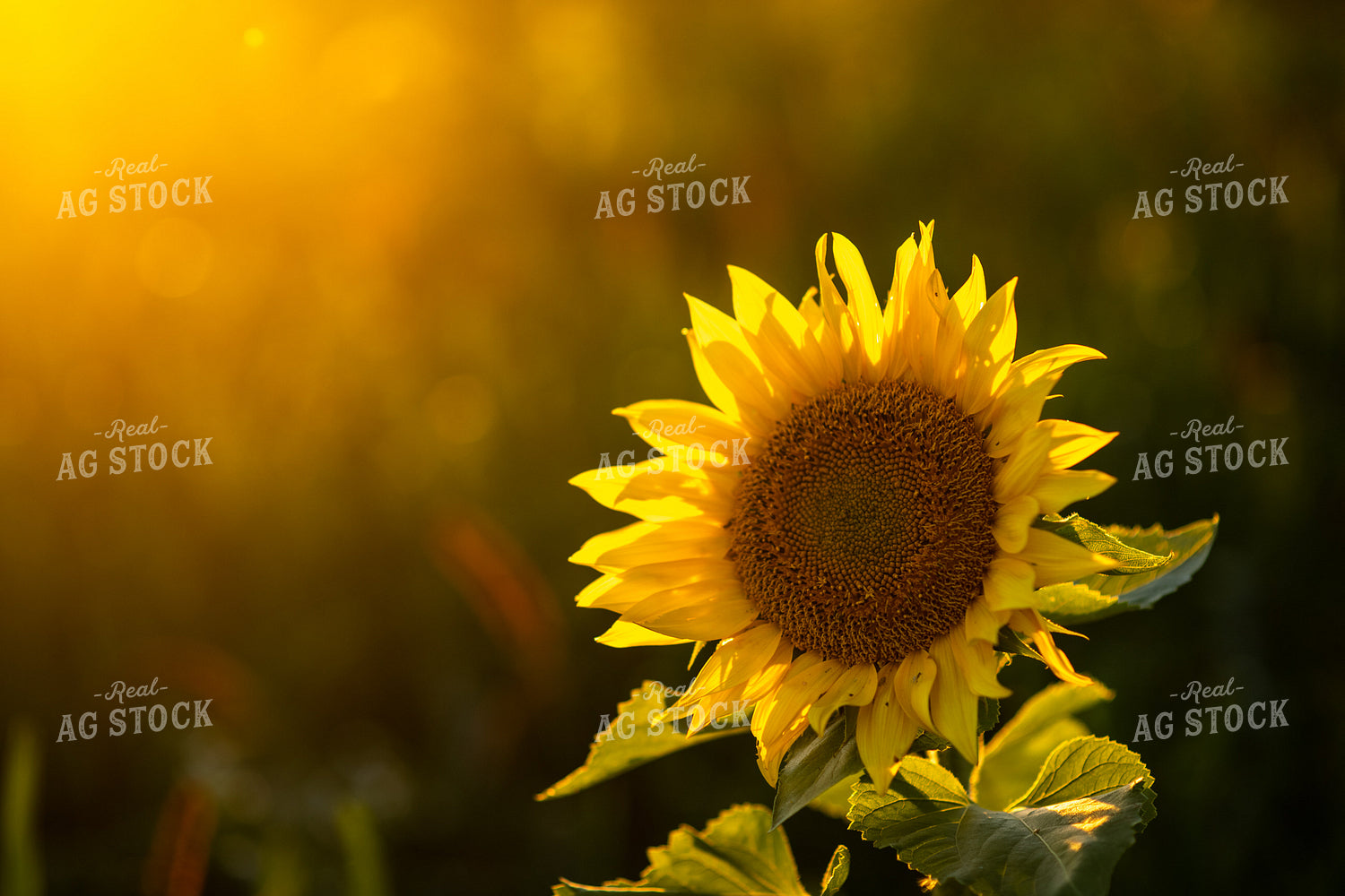 Sunflower Plant 76313