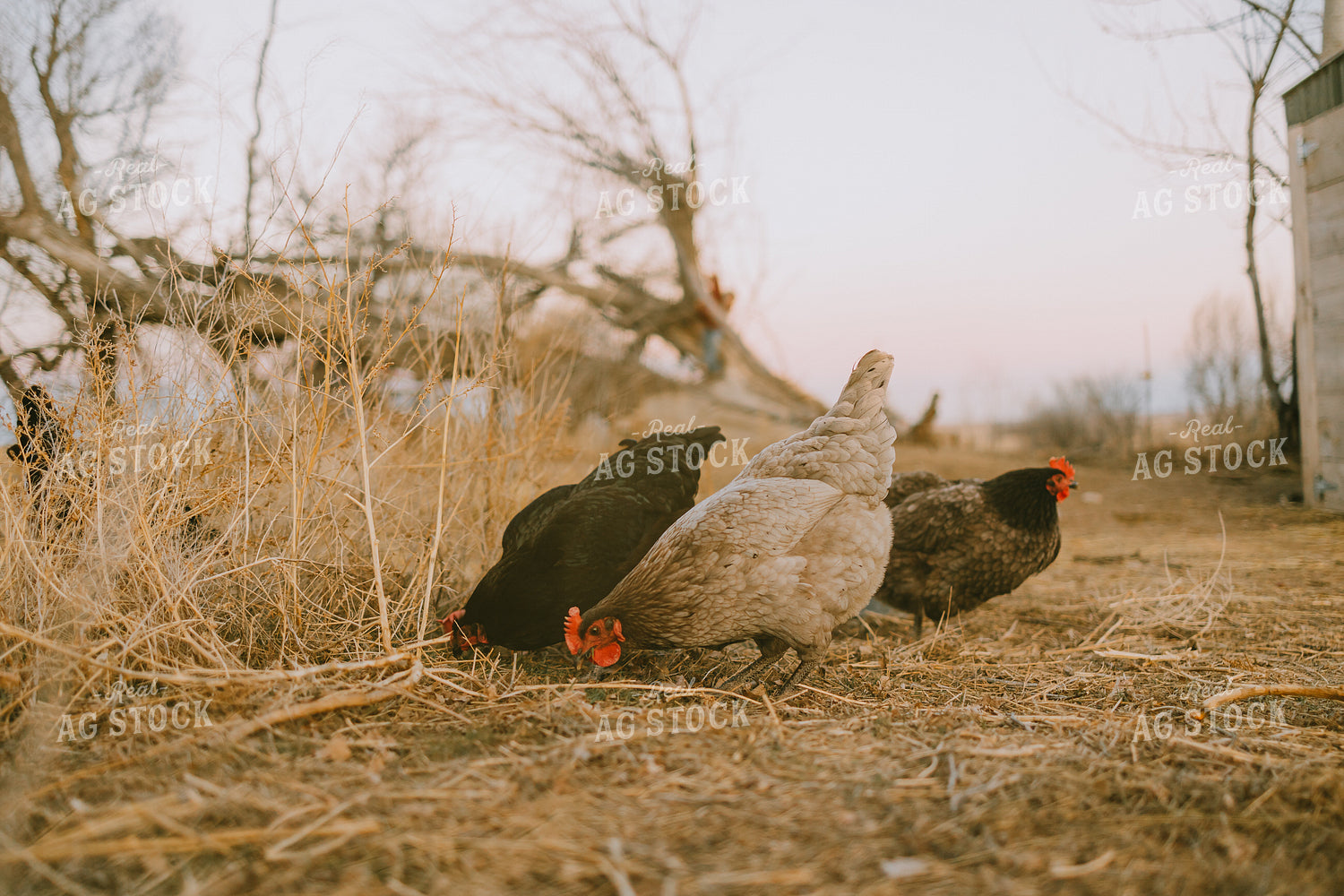 Free Range Chickens 61170