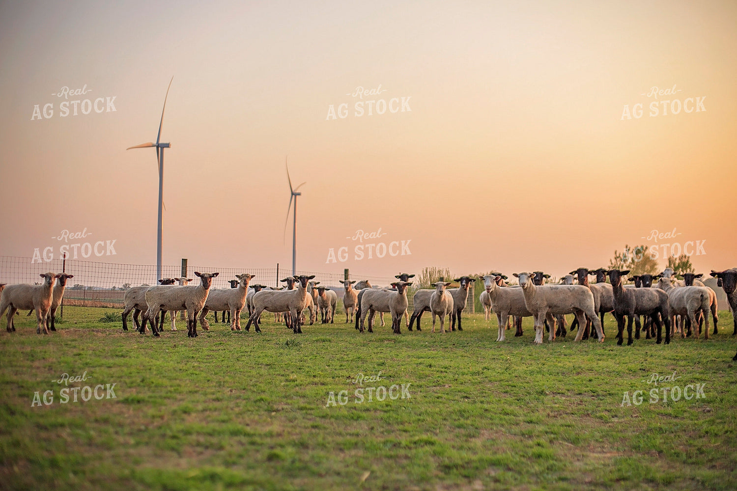 Sheep in Pasture 93166