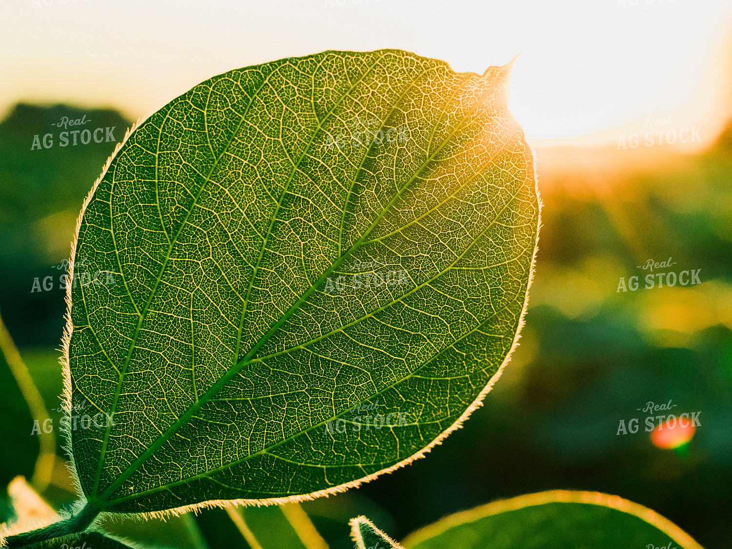 Soybean Leaf in Sun 133016