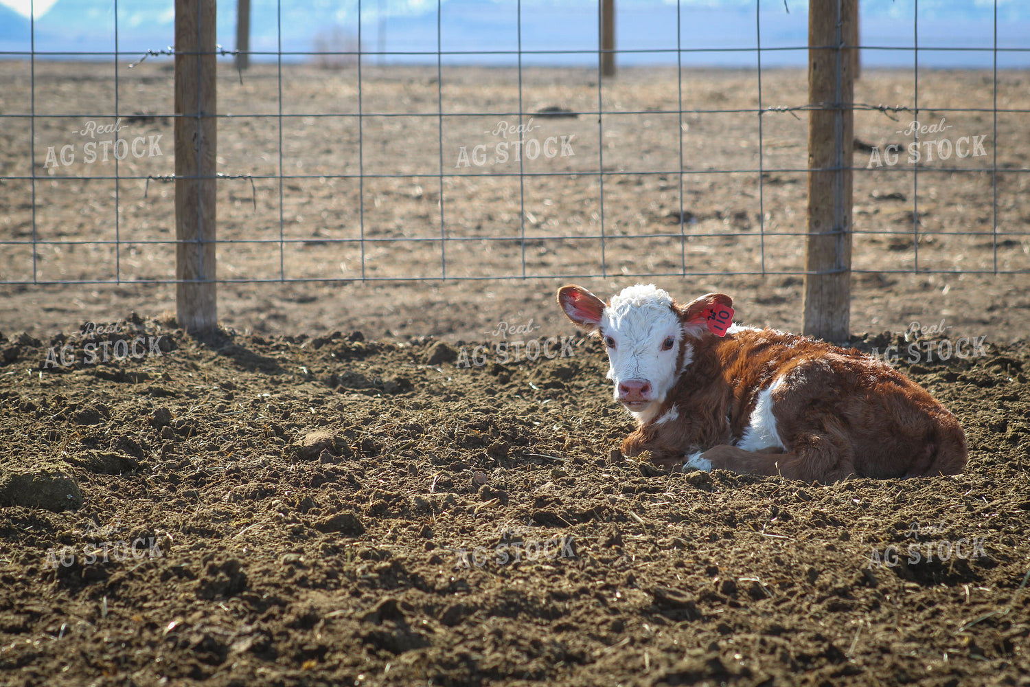 Hereford Cow and Calf Pair 78103