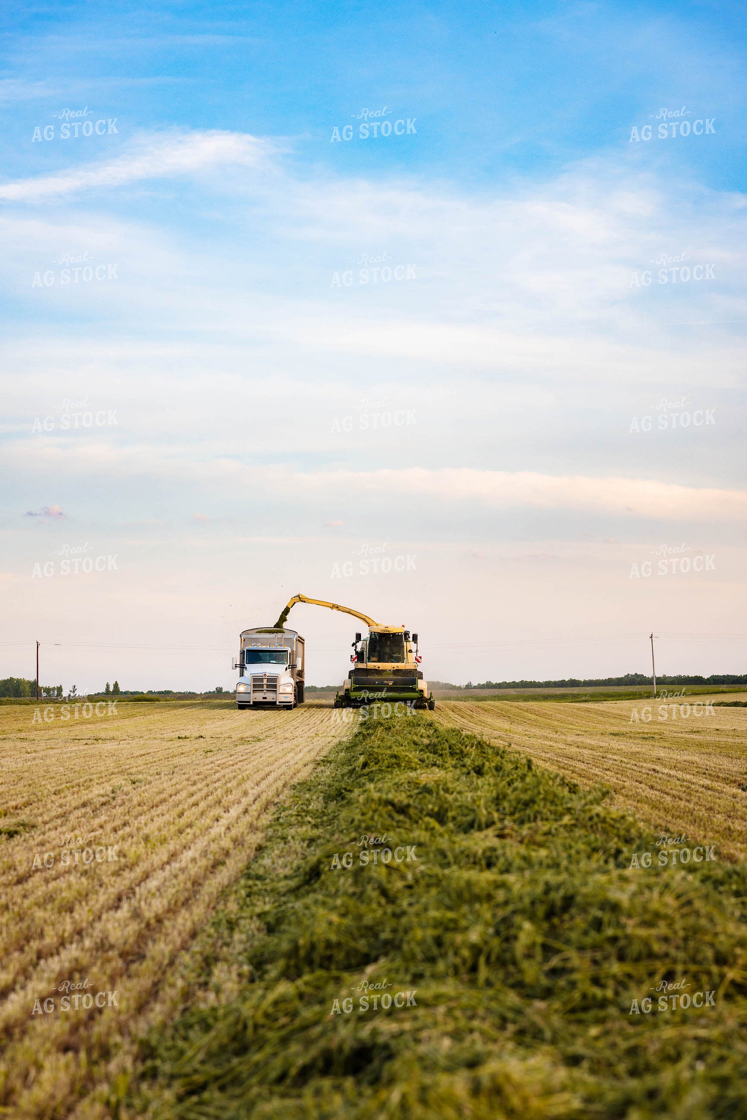 Chopping Silage 152134