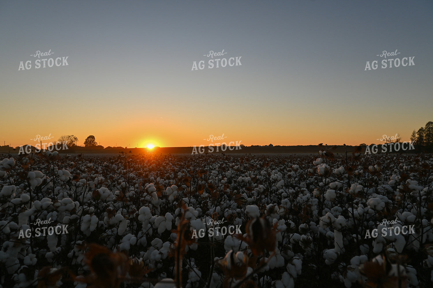 Cotton 149044