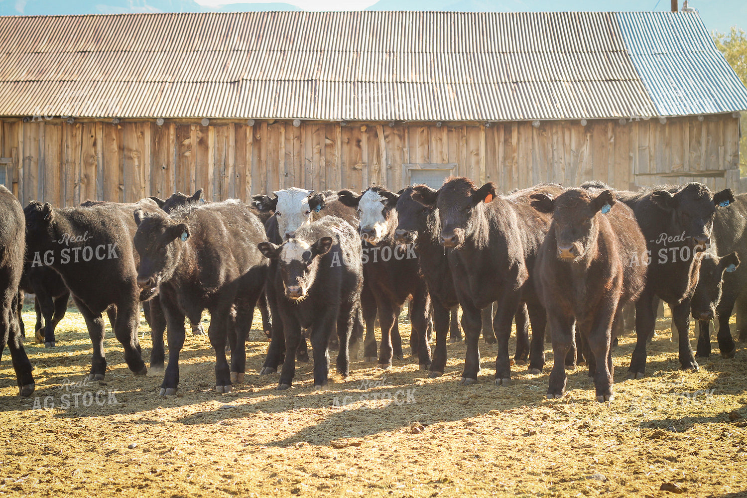 Weaning Angus and Baldy Calves 78153