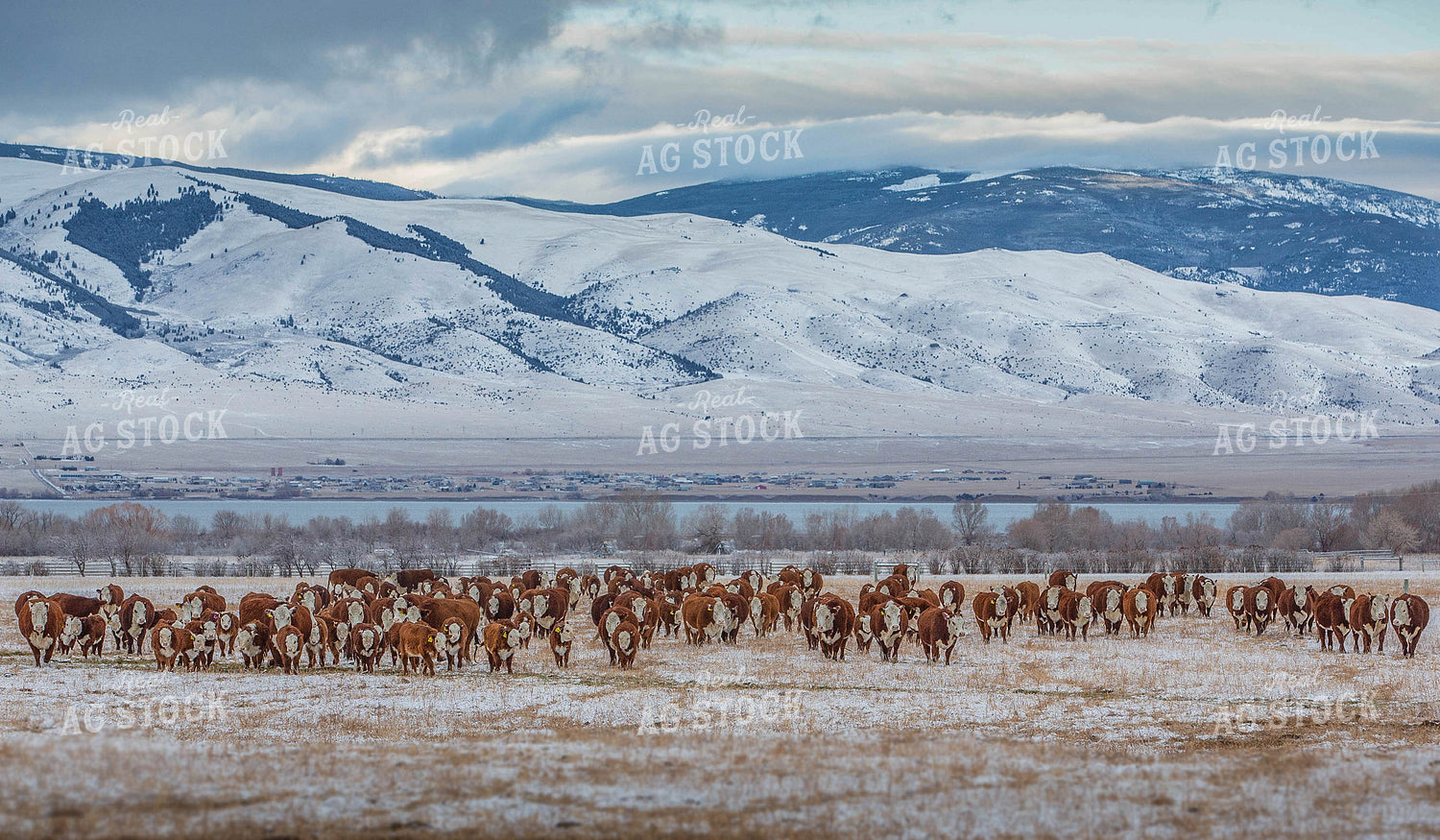 Hereford Cattle with Mountains 81020