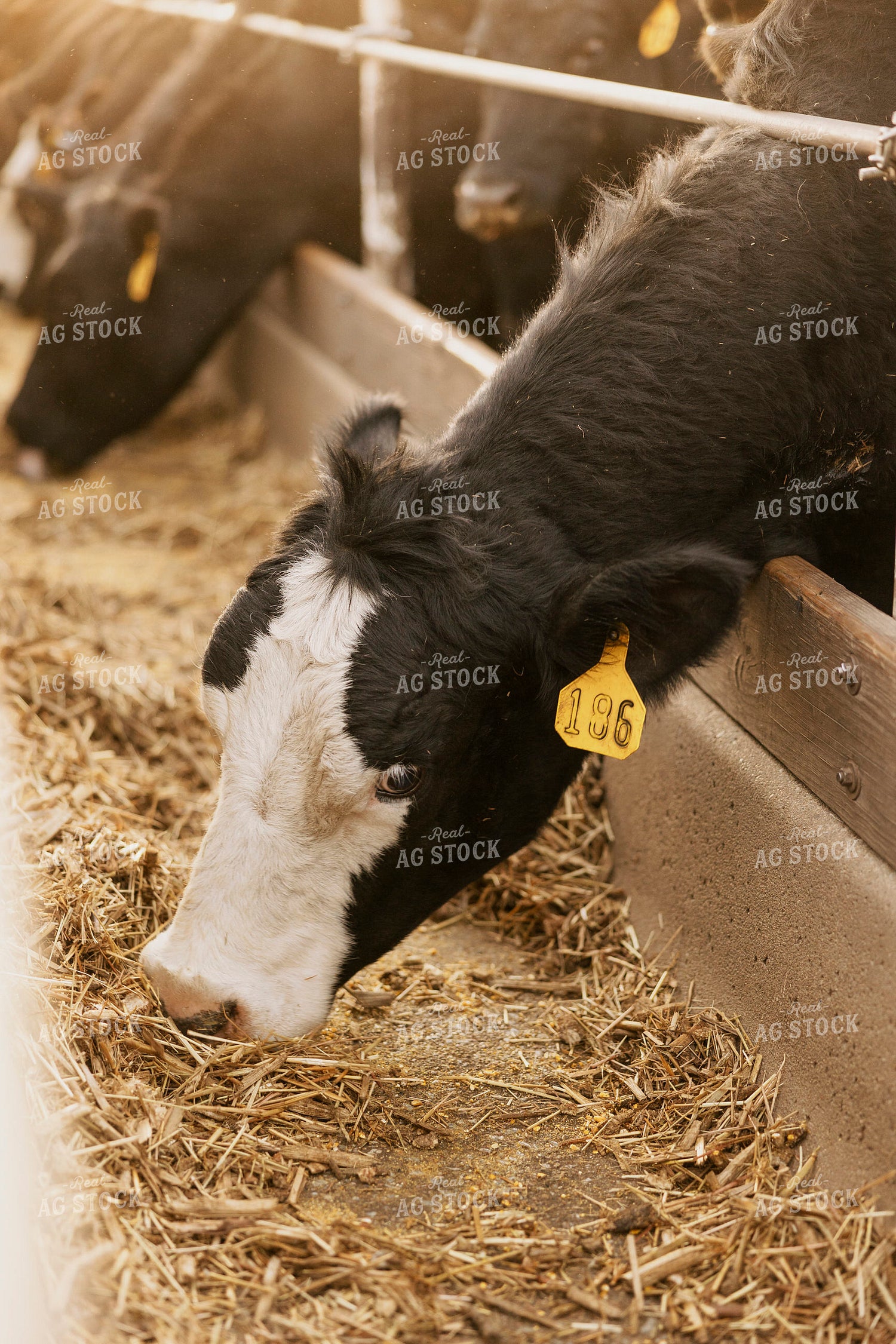 Cattle Eating From Feedbunk 207033
