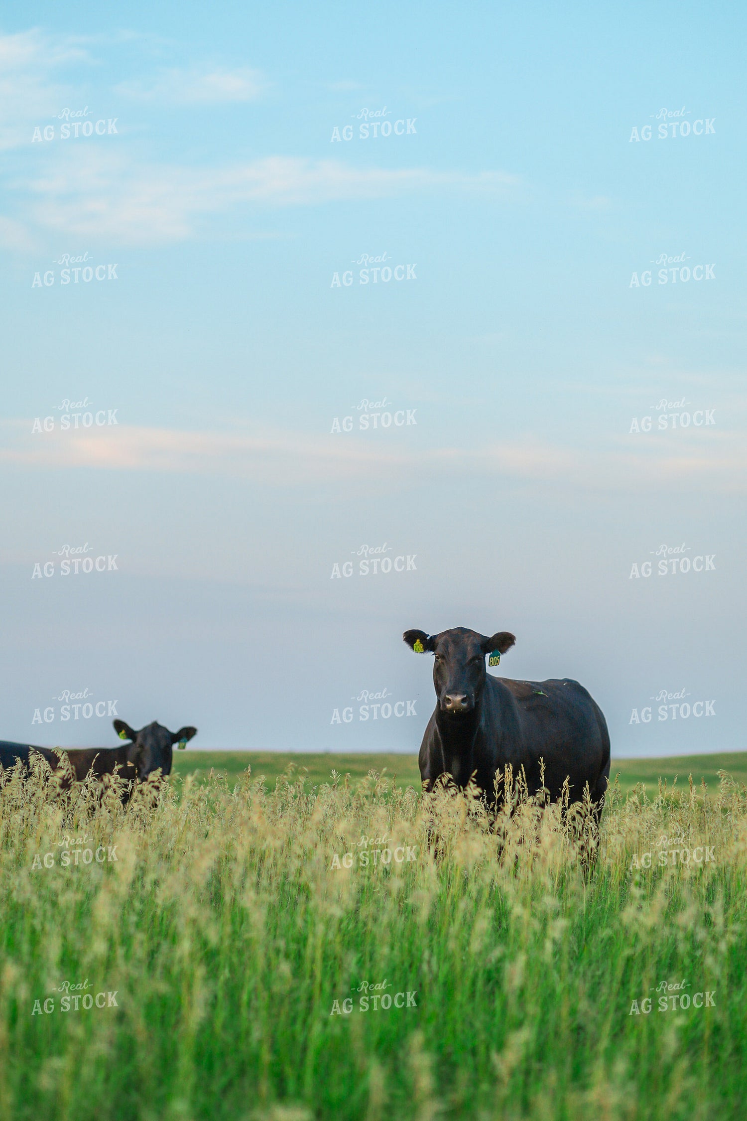 Black Angus Cattle in Pasture 123017