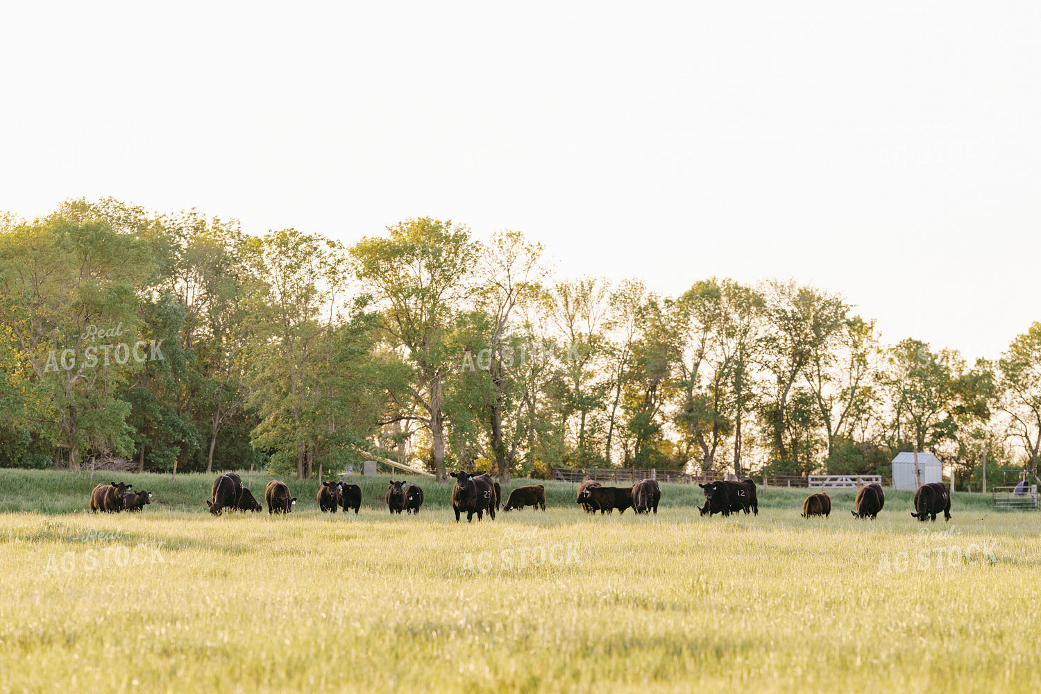 Black Angus Cattle on Pasture 68189