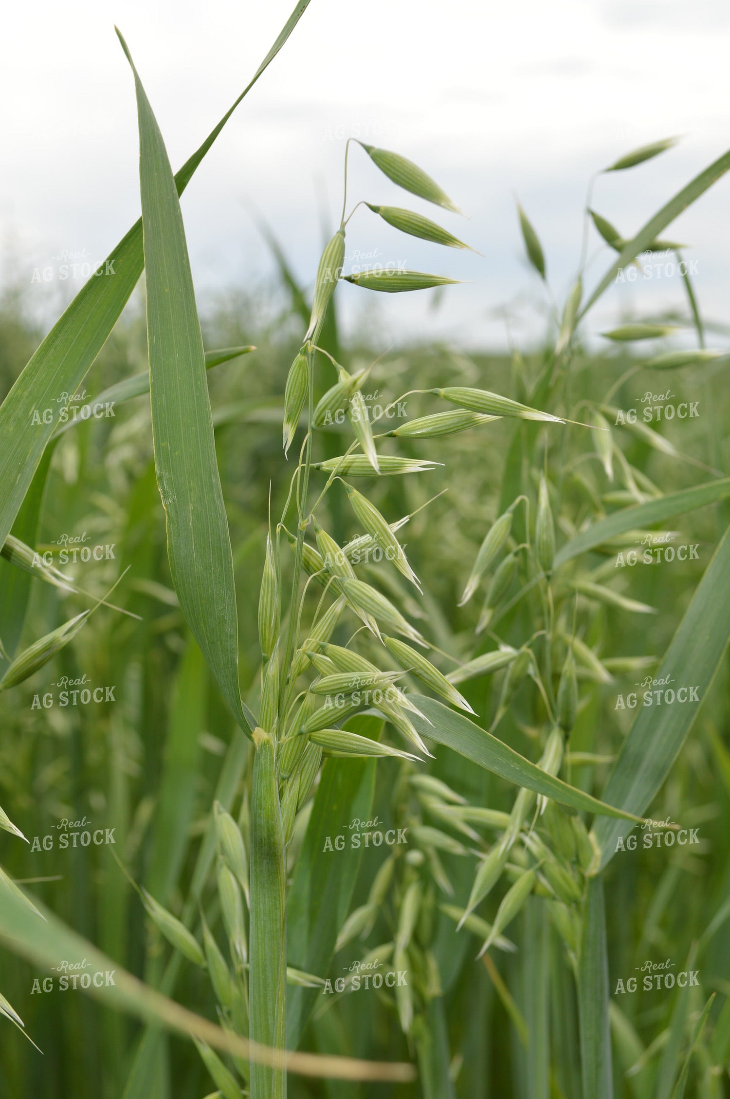 Oats 206045