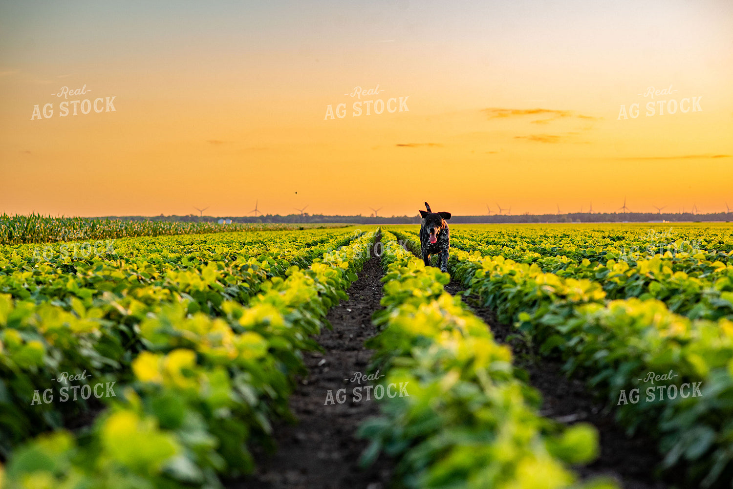 Farm Dog in Early Season Soybean Field at Sunset 136072