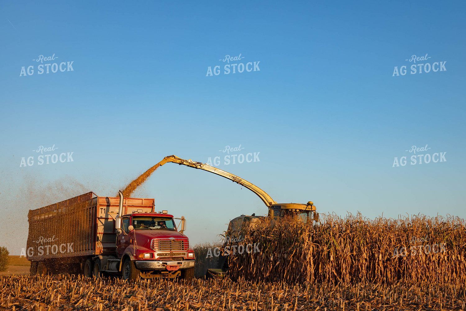 Silage Harvest 152294